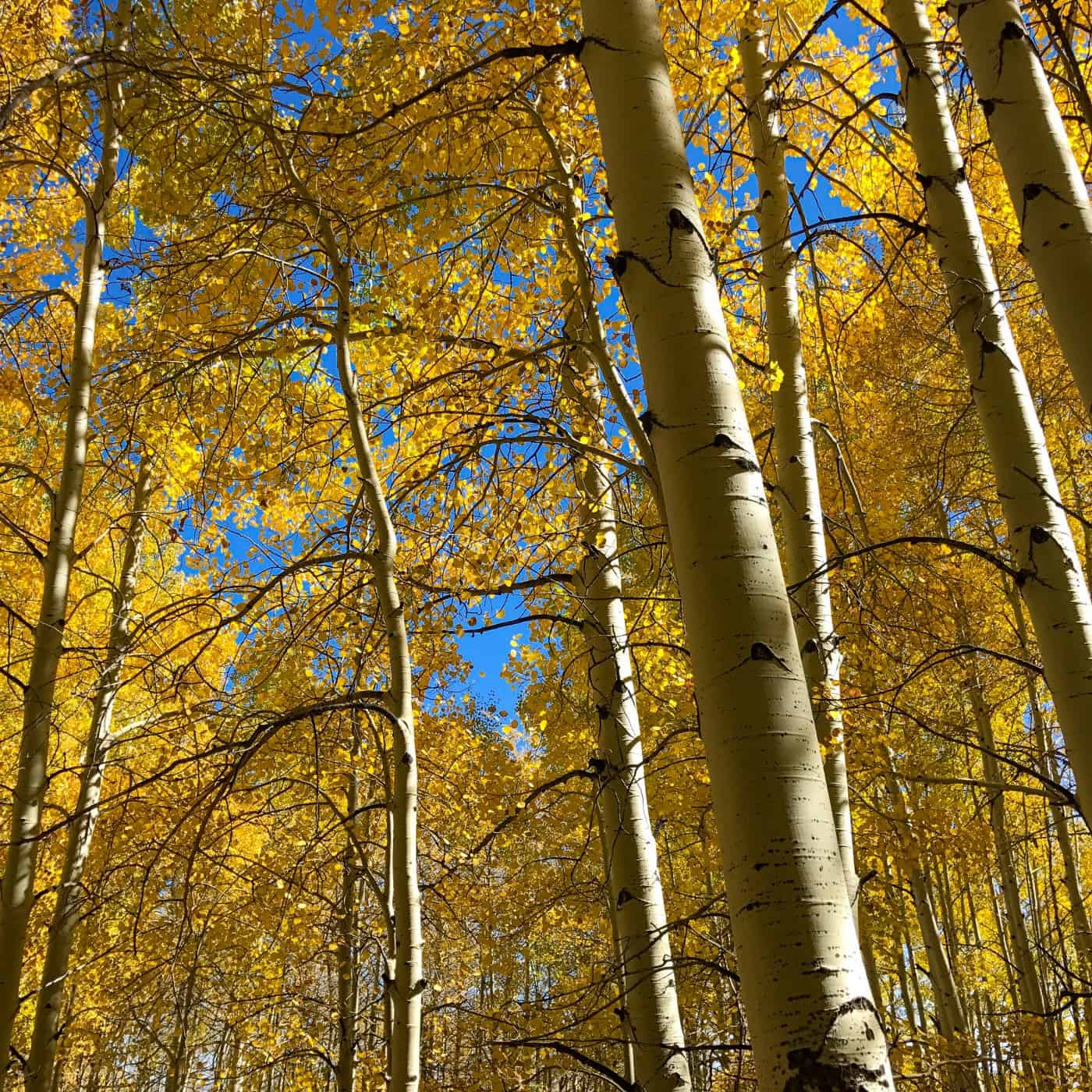 Aspen Clump Plant Guide